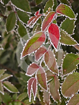 Rime covered leafs