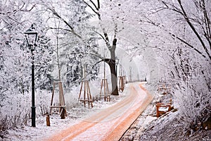 Rime covered trees and footpath