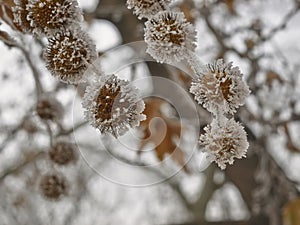 Rime coverered plane tree seed