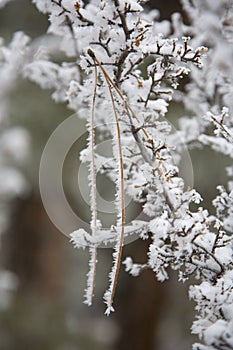Rime covering pine needle in gooseberry bush photo