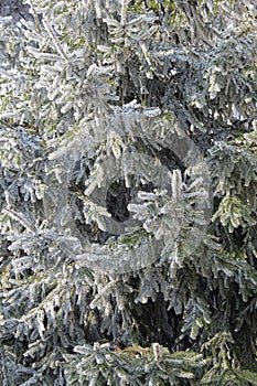Branches, needles and ice