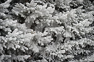 Rime Frost on Pine Trees photo