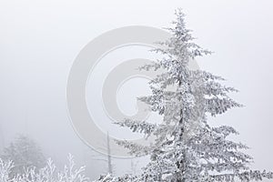 Rime Ice Clingman`s Dome