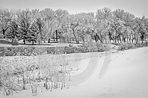 Rime ice creating a winter scene on the Elmwood Golf Course in Swift Current, SK photo