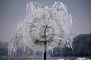 Rime Ice Crystals on Weeping Willow Tree