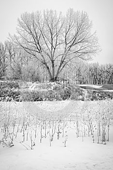 Rime ice on trees on the Elmwood Golf Course in Swift Current, Saskatchewan photo