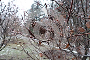 Rime ice on whitebeam leaf in winter