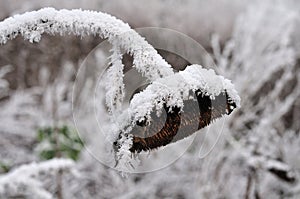 Rime ice on wilted sunflower blossom
