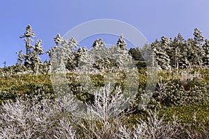 The rime landscape of the high plain