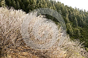 The rime landscape of the high plain