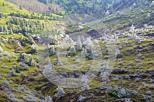 The rime landscape of the high plain