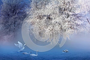 Rime And Swans photo