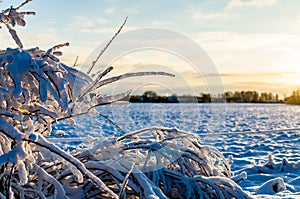 Rime on the twigs of a plant in the Baltic winter