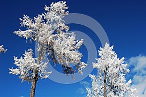 Rime in winter