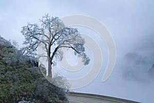 Rime, winter snow-covered tree by road, the valley covered by fog, hazy scenery