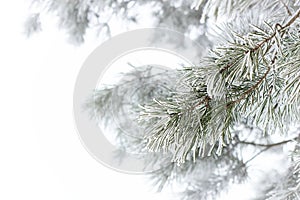 Rimed pine branch with hoarfrost on white fogged snow background, beautiful christmas and new year frame