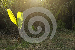 Rimlight and banana leaves reflect golden light in the garden