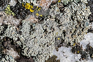 Rimmed Navel Lichen