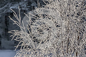 Rimy tree branches