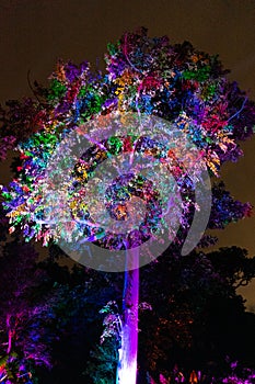 Rinbow Illuminated tree and building blocks at the NightGarden in Coral gables Florida photo