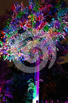 Rinbow Illuminated tree and building blocks at the NightGarden in Coral gables Florida photo