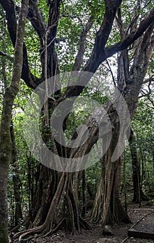 RincÃÂ³n de la Vieja National Park, Tangled Fig Tree photo