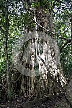 RincÃÂ³n de la Vieja National Park, Tangled Fig Tree photo