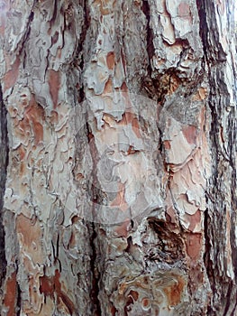 Rind, cork, crust, incrustation