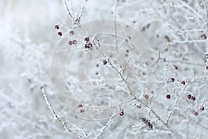 Rindy hawthorn in winter, white thorny branches and red fruits