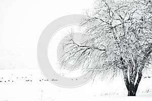 Rime Ice Crystals on a Tree with Geese in Farmfield photo