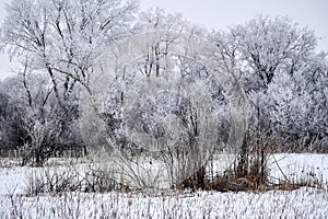 Rime Ice Crystals on Tree Branches Williams Bay, WI