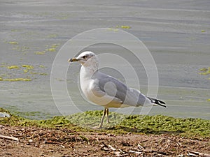 Ring Bill Gull feeding along NYS FingerLakes shoreline