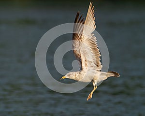 Ring-billed Gull