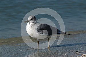 Ring Billed Gull