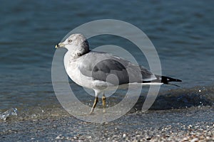 Ring Billed Gull