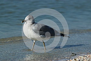 Ring Billed Gull