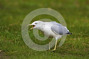 Ring-billed Gull  817220