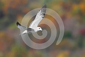 Ring-billed Gull In Autumn