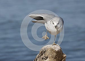 Ring-billed Gull balancing on one foot