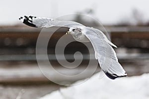 Ring-billed Gull banking low over snow bank