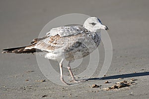 Ring Billed Gull bird on Hilton Head Island Beach, South Carolina