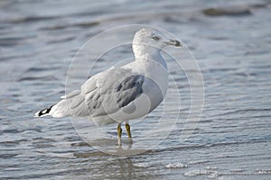 Ring Billed Gull bird on Hilton Head Island Beach, South Carolina