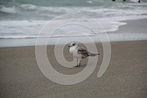 Ring Billed Gull bird on Indialantic beach Florida