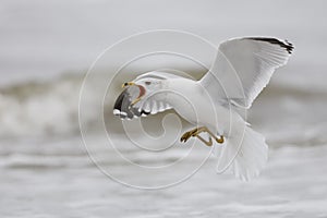 Ring-billed Gull calling as it prepares to land - Jekyll Island, Georgia