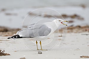 Ring-billed Gull calling on a beach - Florida