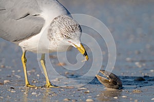 Ring-Billed Gull Eats Sunray Venus Clam at Honeymoon Island State Park in Florida