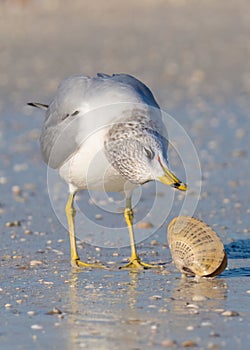 Ring-billed Gull Examining Sunray Venus Clam, Honeymoon Island State Park, Florida