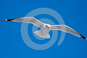 Ring-billed Gull