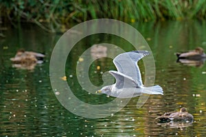 Ring-billed Gull in Flight over Audubon Park Lagoon in New Orleans