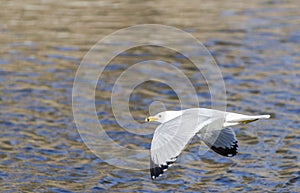 Ring-billed Gull in Flight